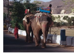 centre leela - formation massage inde - sejour ayurvedique inde - éléphant