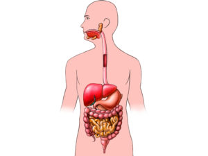 Centre leela - formation alimentation ayurvedique